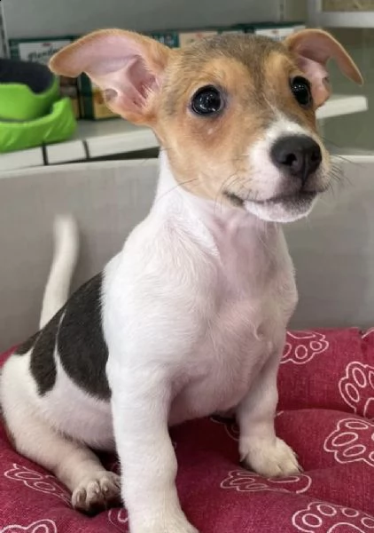 cuccioli di jak russell 