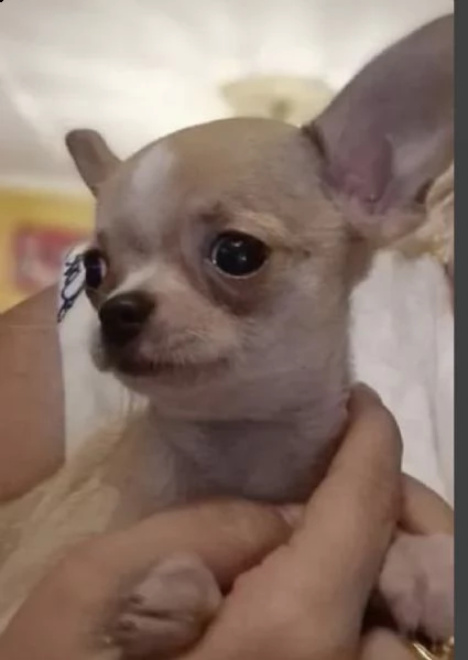 cuccioli di chiwawa crema 
