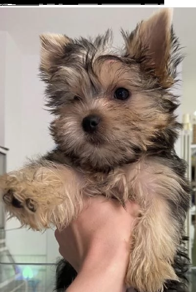 cuccioli di york shire nero e oro