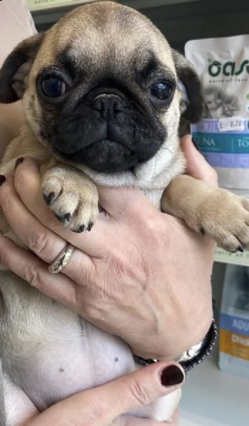 cuccioli di carlini musetto corto