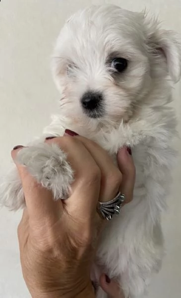 cuccioli di maltese interessanti