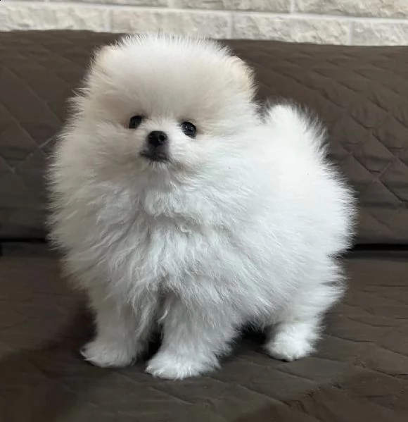 cuccioletti di volpino di pomerania vivacissimi