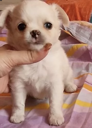 cuccioli di chiwawa e spitz scampagn