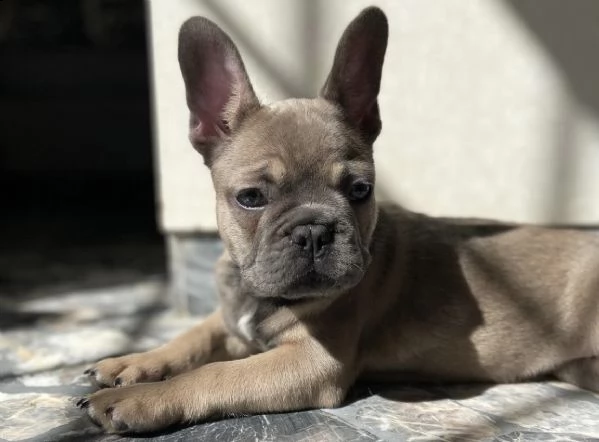 cucciolo di bull dog francese perfetti