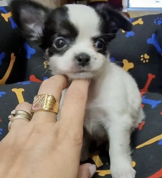 cuccioli di pincer chiwawa inteligentissimi 