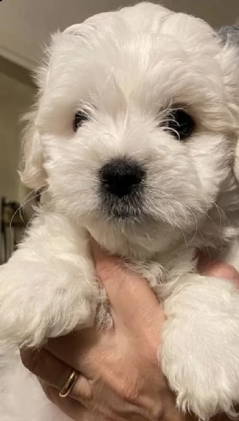 cuccioli di maltipoo intriganti