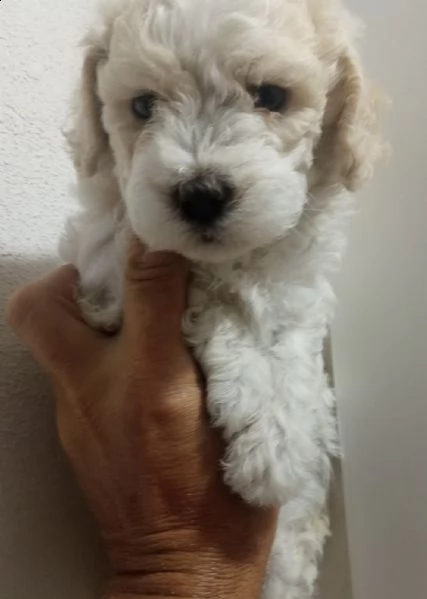 cuccioli di bolognesi fortissimi 