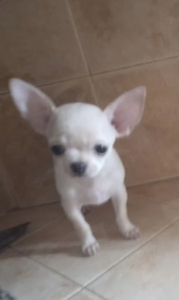 cuccioli di chiwawa messicani gamba corta