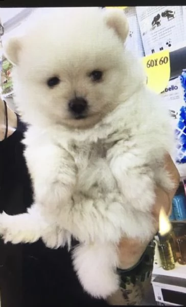 cuccioli di volpini di pomerania eccellenti