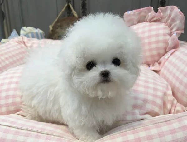 cuccioli di bishion frise perfetto