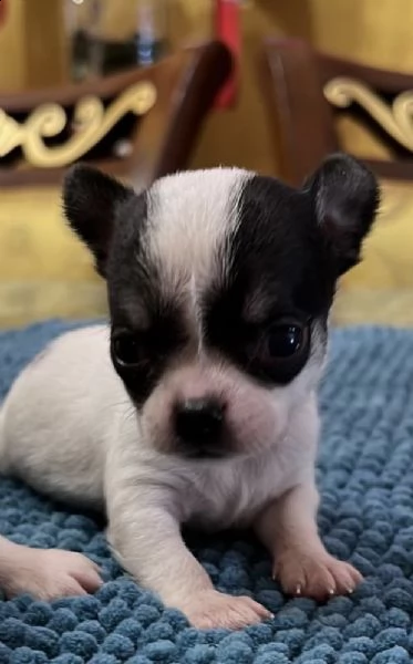 cuccioli di pincer chiwawa bianco nero