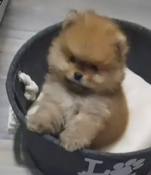 cuccioli di spitz di pomerania dolci dolci