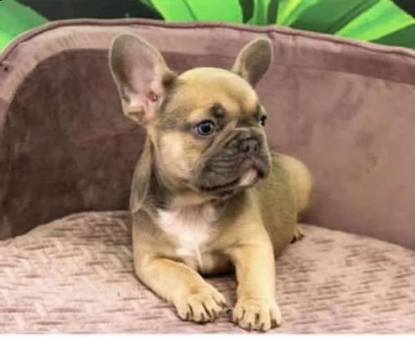 cuccioli di bull dog francese pezzato