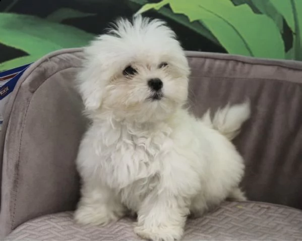 cuccioli di maltese omozionanti