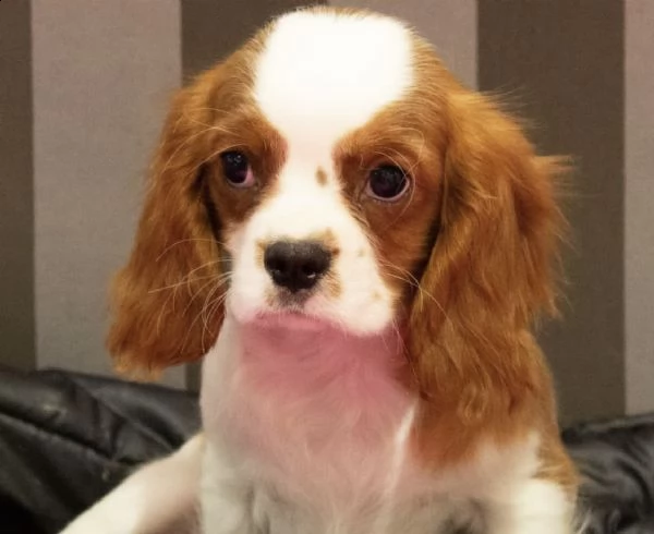 cuccioli di cavalierking bianco e oronge
