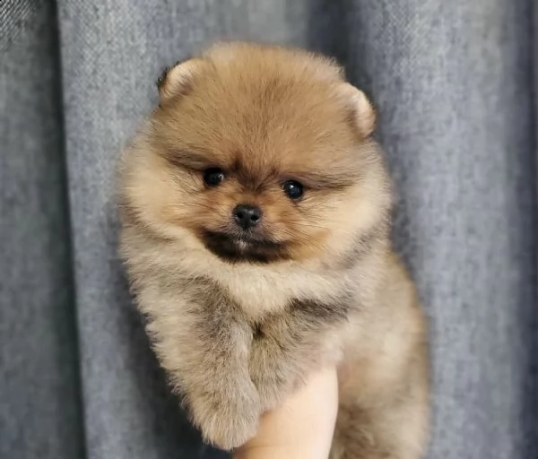 cuccioli si spitz orange