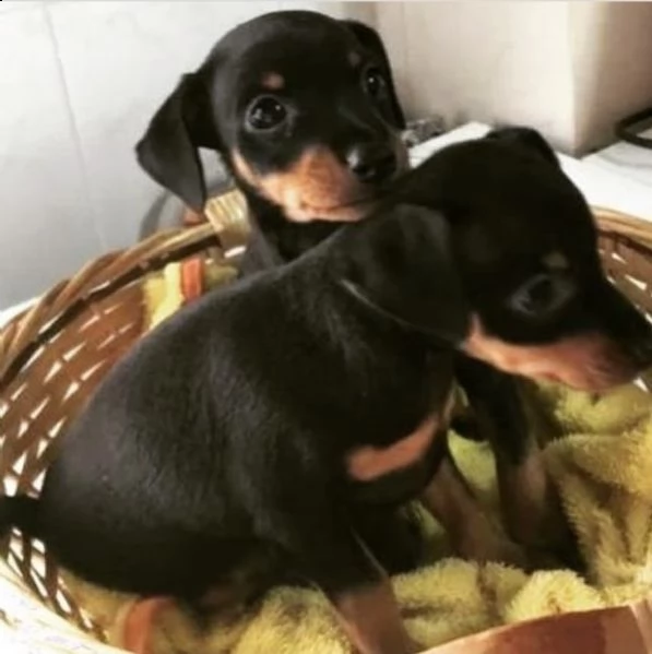 cuccioli di pincer pelo lucido