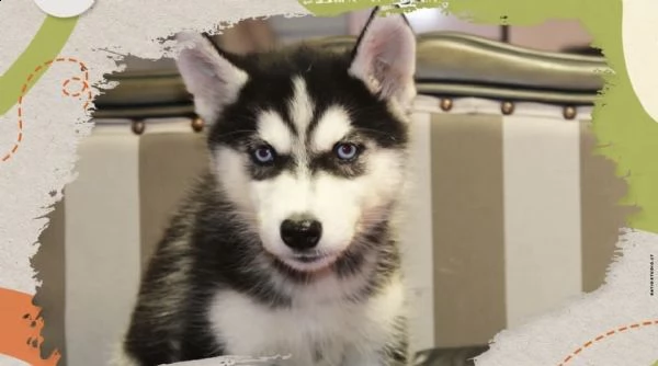 cuccioli di huski siberiano color ghiaccio