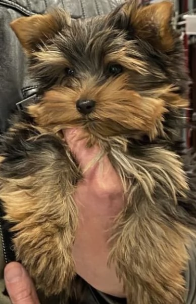 cuccioli di york shire eccellenti