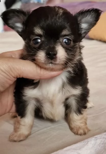cuccioli di spitz e chiwawa tricolore