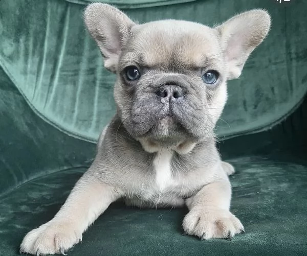 cuccioli di bull dog francese giocarelloni