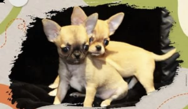 cuccioli di chiwawa fulvi