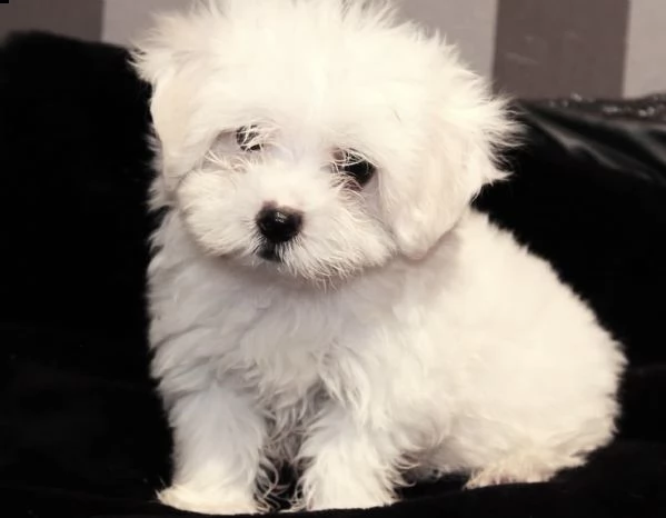 cuccioli di maltese generosi