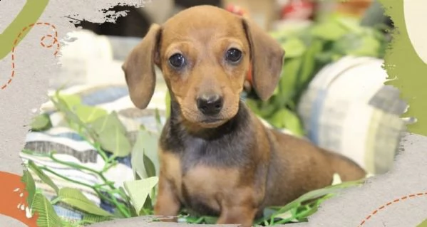 cuccioli di bassotti sfumati