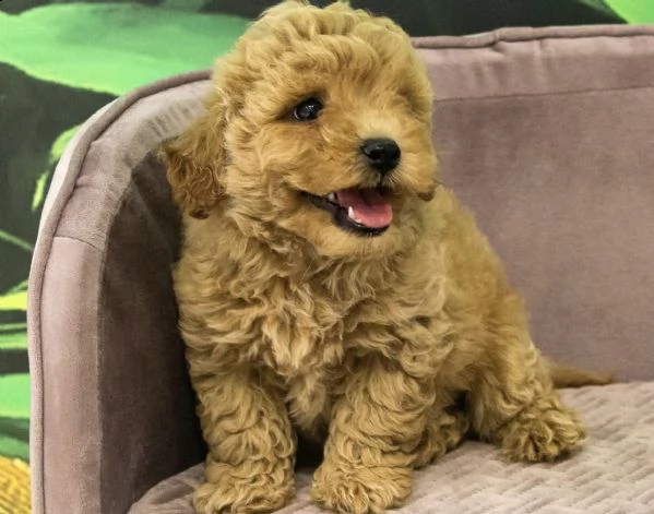 cuccioli di barbincini mini toy biondini