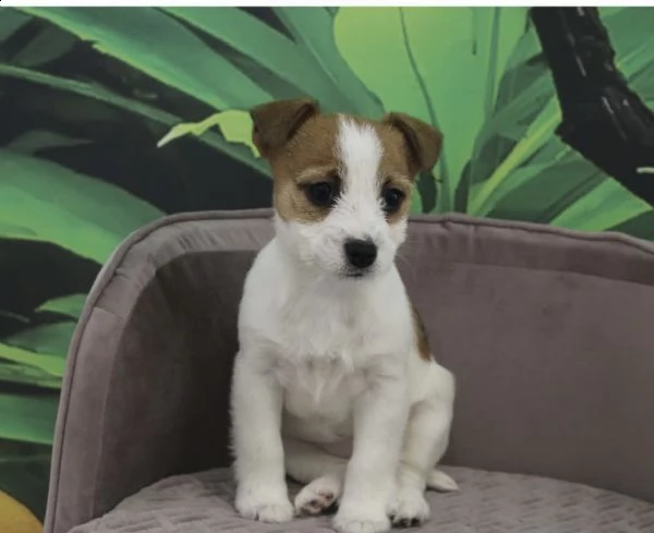 cuccioli di jak rusell molto boni