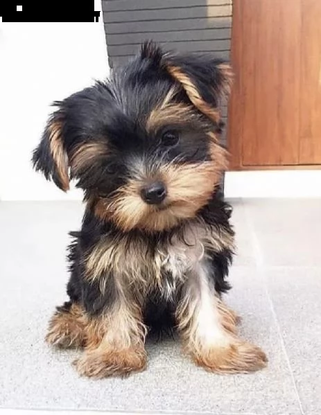 cuccioli di york shiree molto boni