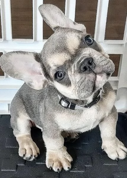 cuccioli di bull dog francese qualificati