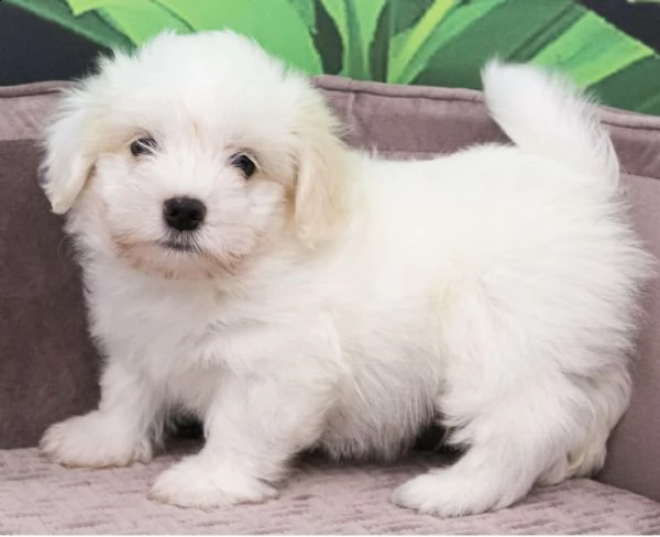 cuccioli di maltesi affettuosissimi 