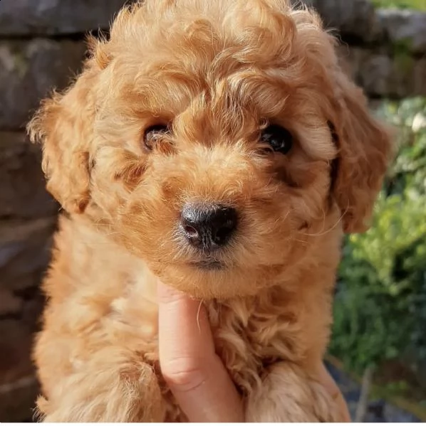 cuccioli di barbincini dok