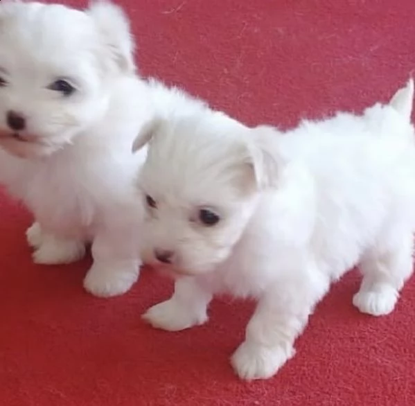 cuccioli di maltese toy favolosisimi 