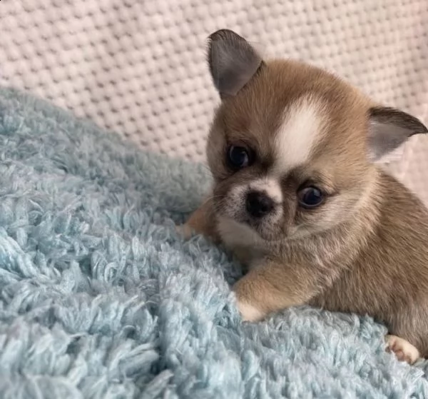cuccioli di chiwawa e pincer bicolore