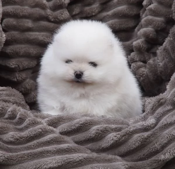 cuccioli di volpino di pomerania generosi