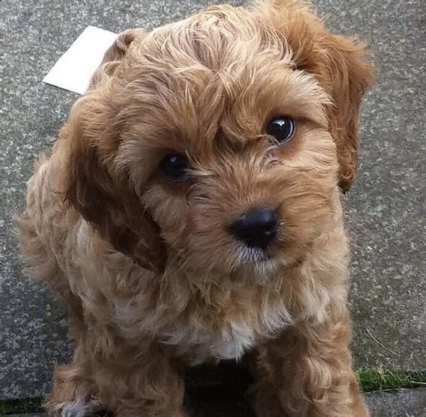 cuccioli di barboncini toy adorabilissimi