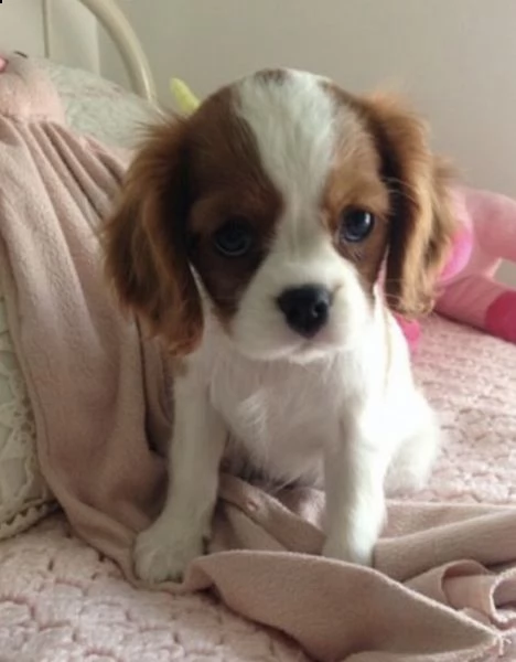 cuccioli di cavalierking bicolor