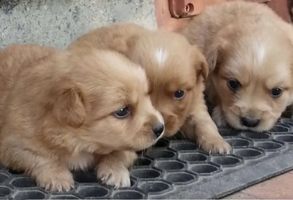 cuccioli di volpini e maltese taglia  piccolissima 