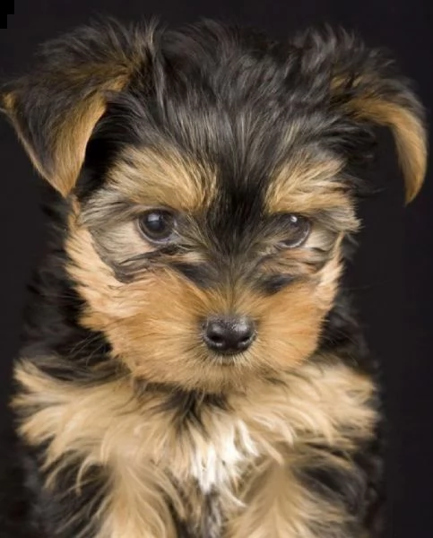 cuccioli di york shiree toy bonazzi