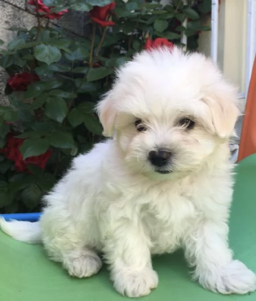 cuccioli di maltese adorabili