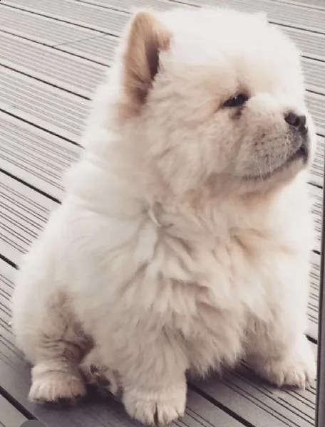 cuccioli di chow chow particolari