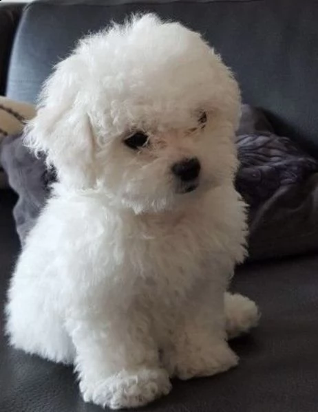 cuccioli di bishion frise generosi