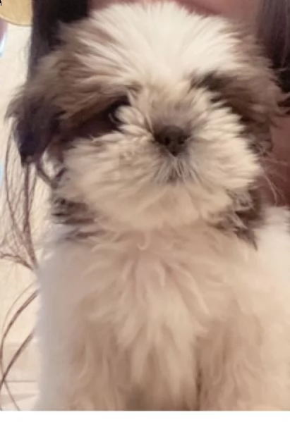 cuccioli di shitzu gia microcippati