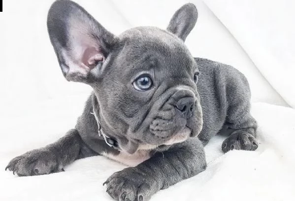 cuccioli di bull dog francese gentilissimi