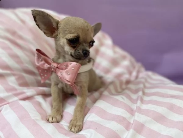 cuccioli di chiwawa ipertipico