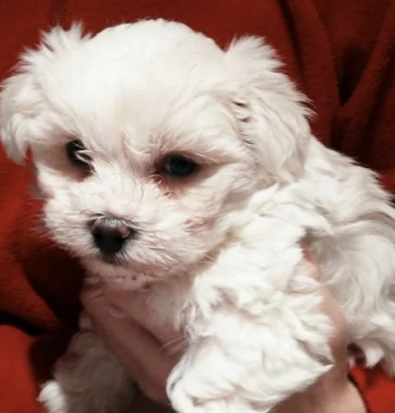 cuccioli di bolognese intriganti