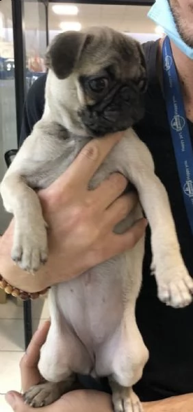 cuccioli di carlini di 3 mesi 