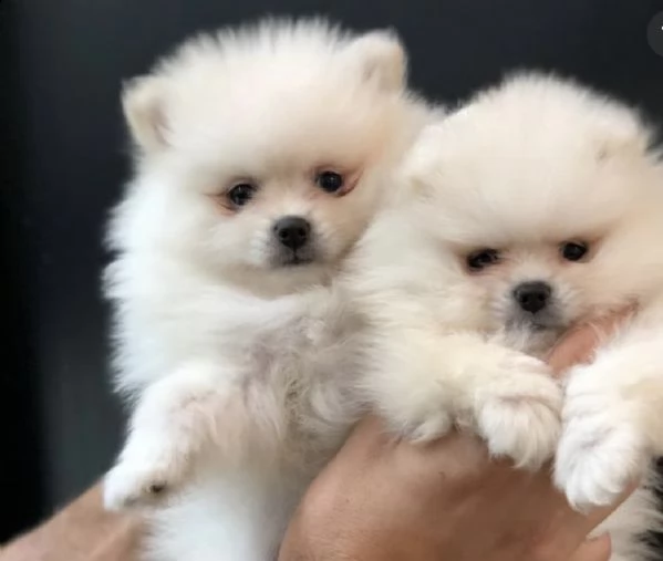 cuccioli di volpini di pomerania generoso